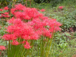 彼岸花
