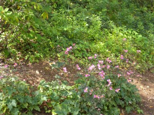 DSCN2596