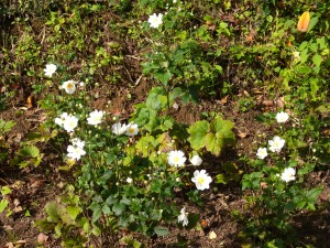 DSCN2654