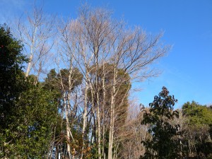 DSCN3065