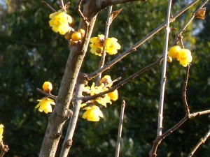 DSCN3084