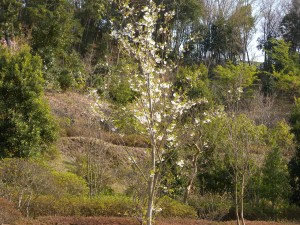 大島桜