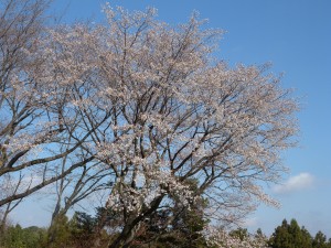 山桜