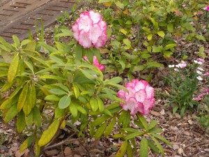 DSCN3387