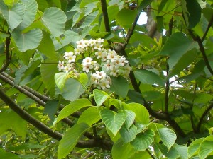DSCN3676