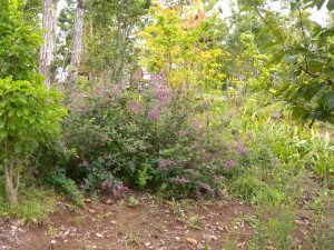 DSCN3817