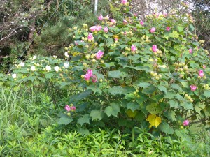 DSCN3948