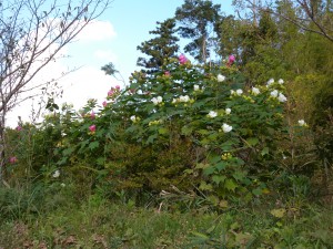 DSCN3949