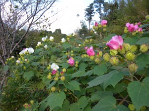 DSCN3951