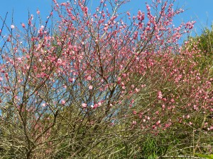 DSCN4152