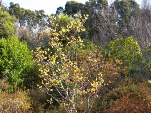 DSCN4156