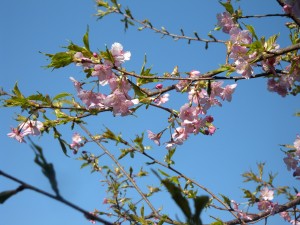 DSCN4233