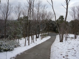 DSCN4252