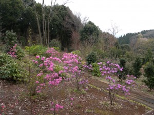 DSCN4432