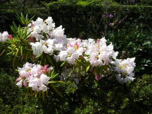 DSCN4476
