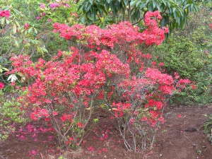 DSCN4508