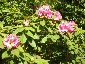 DSCN4564