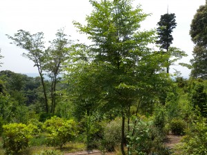 DSCN4587
