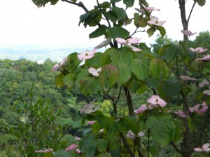 DSCN4605