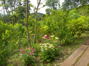 DSCN4660