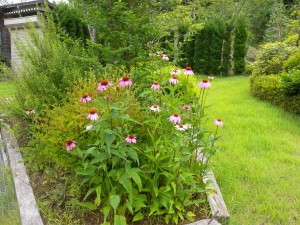 DSCN4665