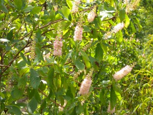DSCN4737