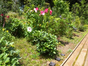DSCN4745