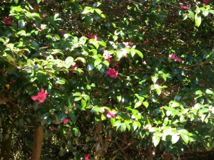 DSCN5060