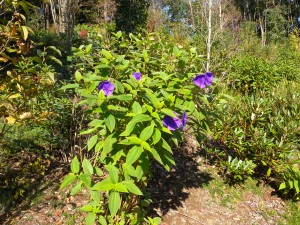 DSCN5065