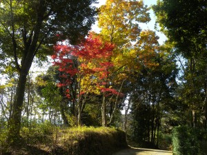 DSCN5138