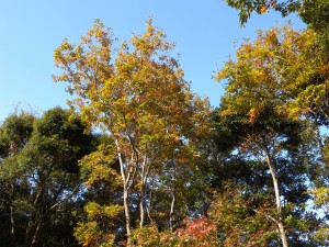 DSCN5154