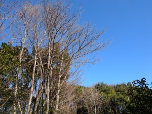 DSCN5218