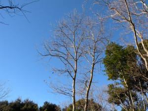DSCN5367