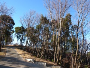 DSCN5395