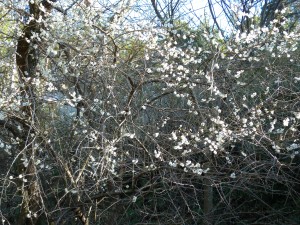 DSCN5559