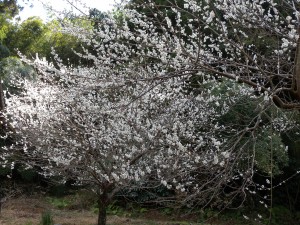 DSCN5631