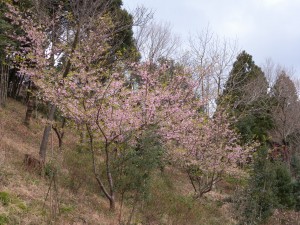 DSCN5649