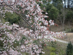 DSCN5871