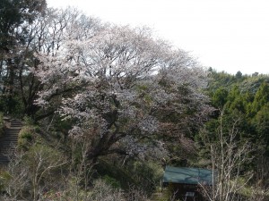 DSCN5902