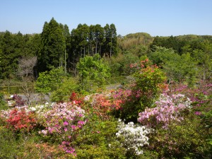 DSCN6021