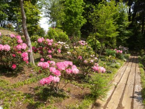 DSCN6101