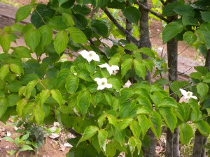 DSCN6177