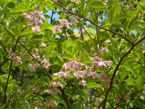 DSCN6188
