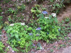 DSCN6253