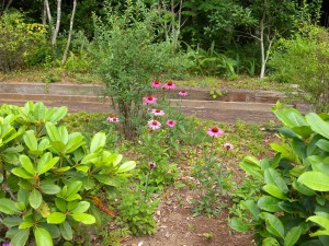 DSCN6311