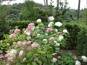 DSCN6341