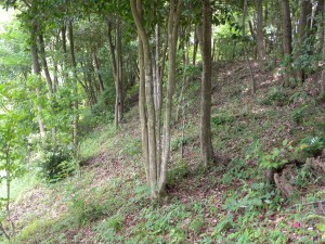 DSCN6491