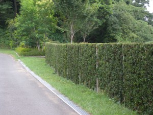 DSCN6532