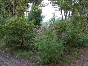 DSCN6559