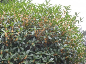 DSCN6617